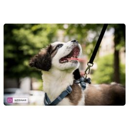 Petsitter. Jak nim zostać, jak go wybrać?