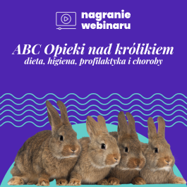 ABC opieki nad królikiem: nagranie webinaru