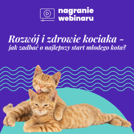 Rozwój i zdrowie kociaka: nagranie webinaru
