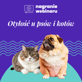 Otyłość u psów i kotów: nagranie webinaru