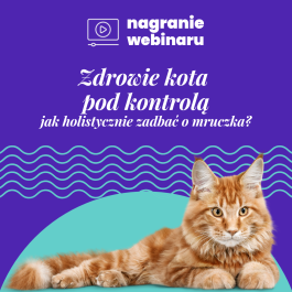 Zdrowie kota pod kontrolą: nagranie webinaru