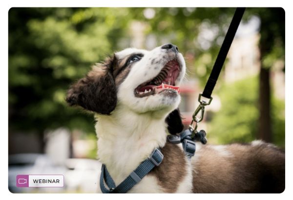 Petsitter. Jak nim zostać, jak go wybrać?