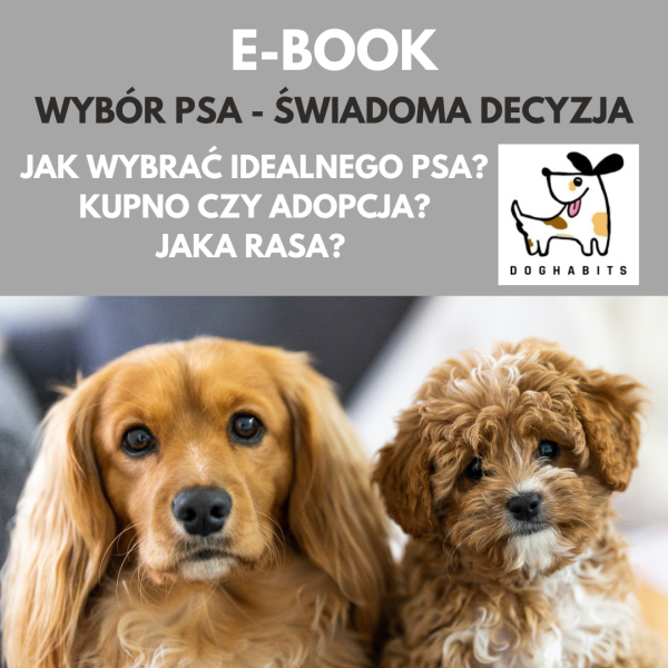 Wybór psa – świadoma decyzja