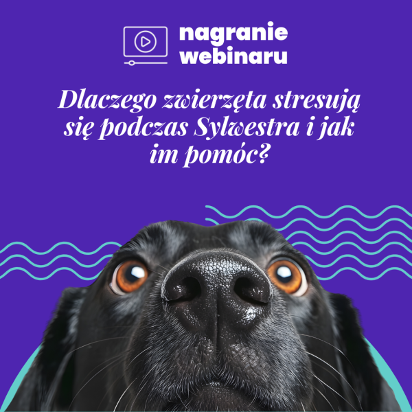Sylwester ze zwierzętami: nagranie webinaru